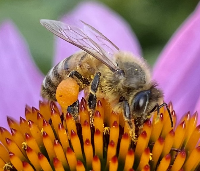Honey bee